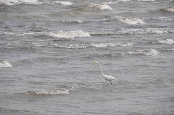 Garça enfrenta as ondas do Lago Nicarágua, em San Jorge